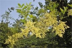Spondias indica